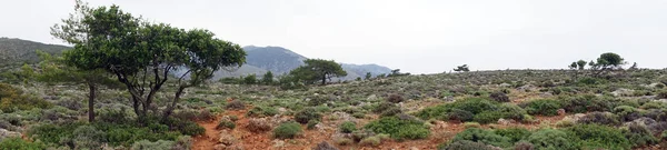 Árboles Rocas Cerca Del Sendero Isla Krete Grecia — Foto de Stock