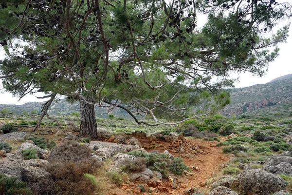 Πεύκο Κοντά Στο Μονοπάτι Του Νησιού Της Κρήτης Ελλάδα — Φωτογραφία Αρχείου