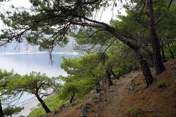 Footpath Pine Tree Forest South Coast Crete Island Greece — Stock Photo, Image