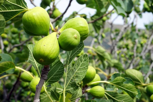 Green Figs Branch Tree — Stock Photo, Image