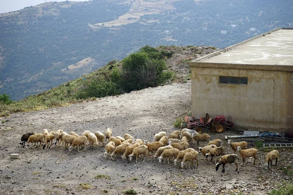 Rebanho Ovelhas Perto Galpão Ilha Creta Grécia — Fotografia de Stock