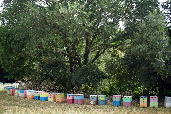 Bienenstöcke Unter Baum Griechenland — Stockfoto