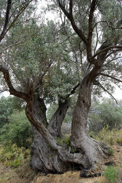 三棵橄榄树与一个根在树丛里 — 图库照片