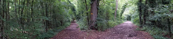 Duas Estradas Terra Floresta — Fotografia de Stock