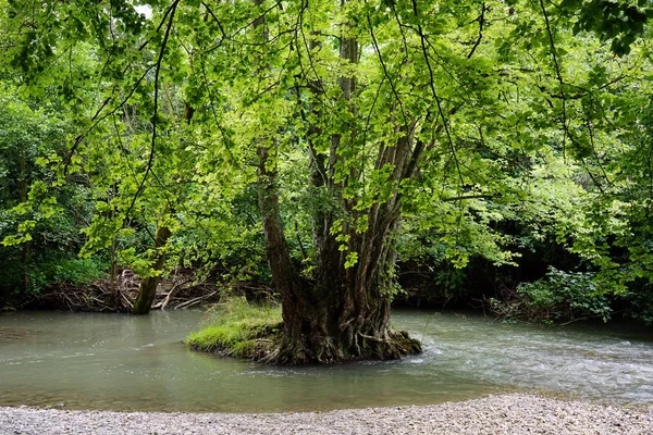 Yaz günü orman nehre yeşil ağaç