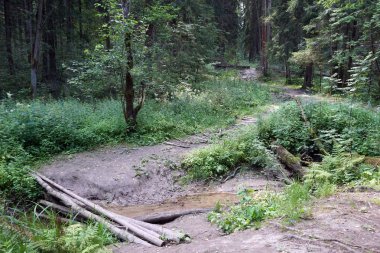 Ormandaki küçük nehir