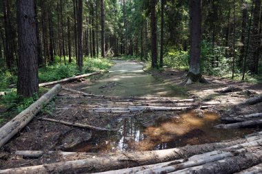 Havuzu ve ormanın içinde toprak yol açtığında