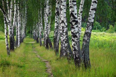 Rusya sokakta huş ağacı