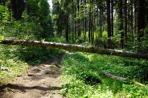 Albero Caduto Nella Foresta Estiva — Foto Stock