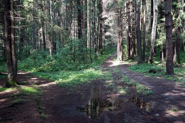 Våt Grusväg Skogen — Stockfoto