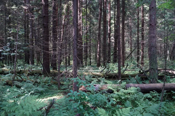 Dichten Wald — Stockfoto