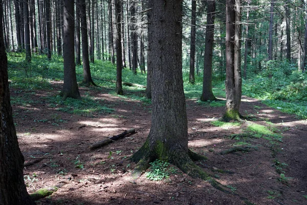 Stromy Lese — Stock fotografie