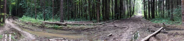 Toprak Yol Ormandaki Panoraması — Stok fotoğraf