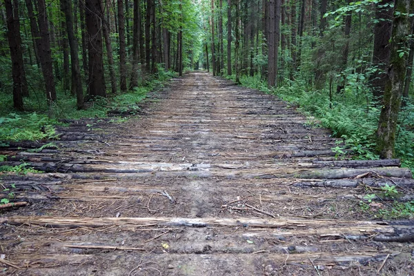 Logs Dirt Road Forest — Stock Photo, Image