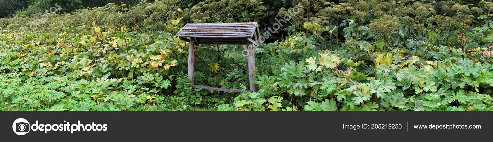 Wooden Bench Roof Grass Stock Photo C Shanin 205219250