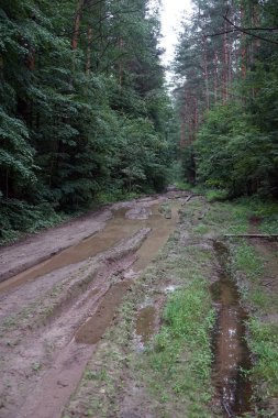 Islak toprak yolun ormanın içinde