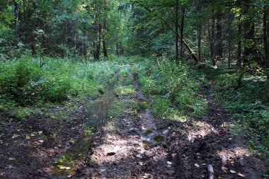 Gölgeler ve havuzu ormandaki toprak yol üzerinde