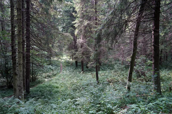 Passo Passo Floresta Densa — Fotografia de Stock