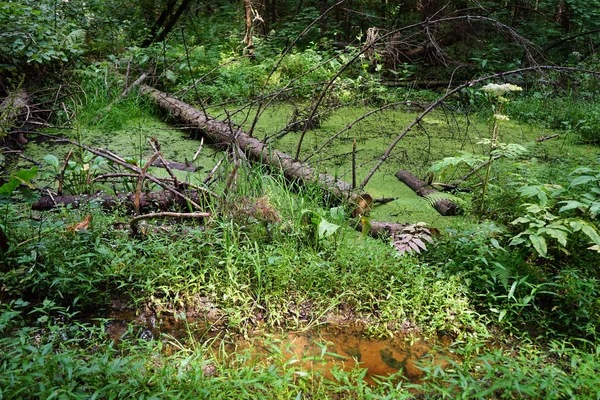 Palude Alberi Nella Foresta — Foto Stock