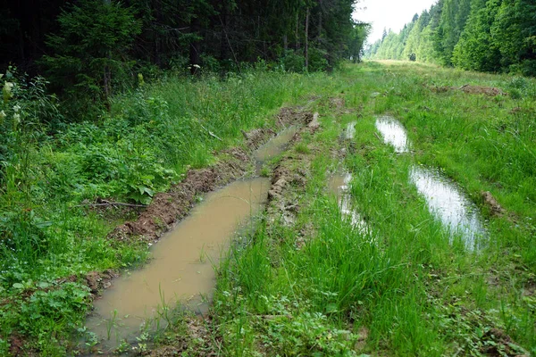 Pools Dirt Road Forest — Stock Photo, Image