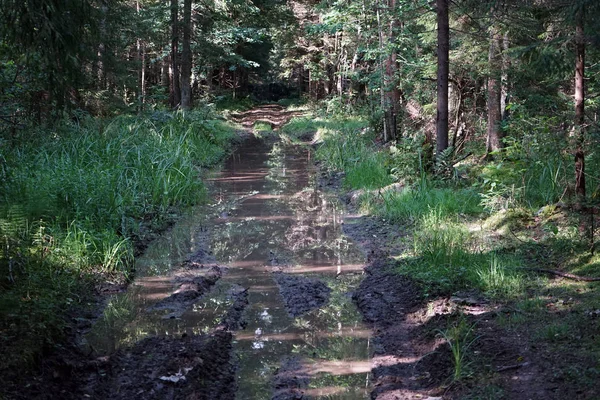 Тени Бассейн Грунтовой Дороге Лесу — стоковое фото