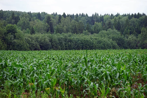 Кукурузное Поле Лес Москвой — стоковое фото