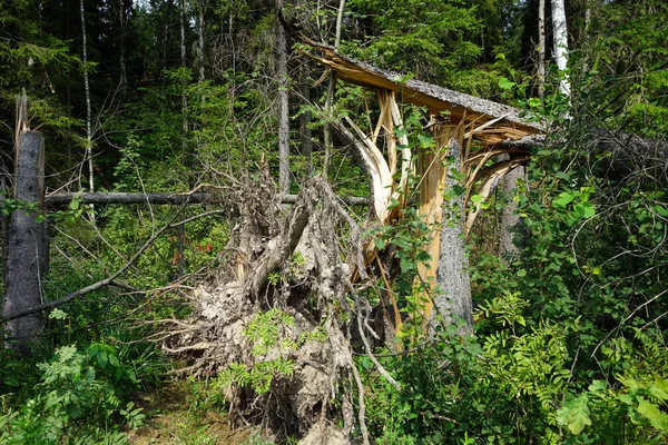 Brocken Tree Forest — Stock Photo, Image