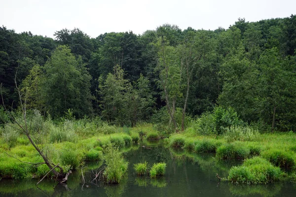 Nehir Pokrovskoe Streshnevo Park Moskova Rusya — Stok fotoğraf