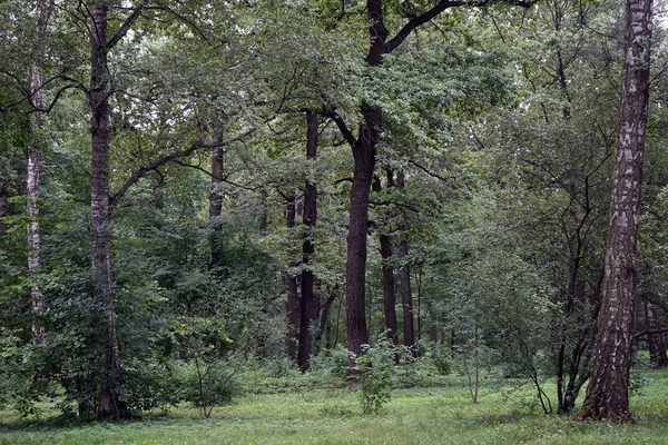 Groene Bomen Botanische Tuin Park Moskou Rusland — Stockfoto