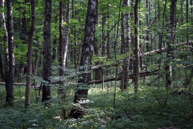Huş ağaçları Losiny Ostrov Milli Parkı'nda