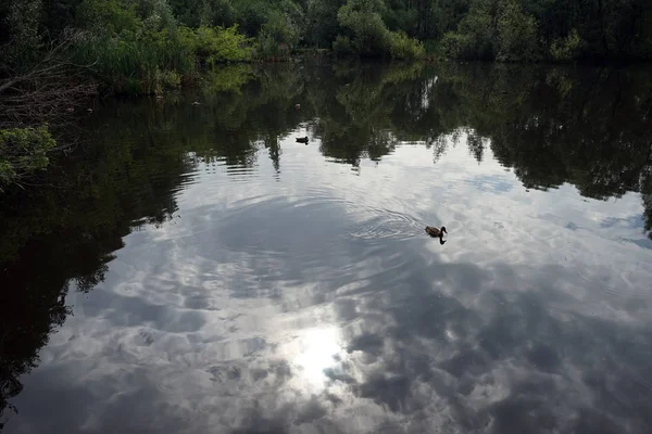 太陽反射と鴨の湖の表面に — ストック写真