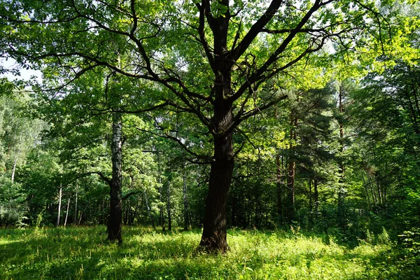 Bircxh Ağaçlar Meşe Ağacı Losiny Ostrov Milli Parkı Nda — Stok fotoğraf
