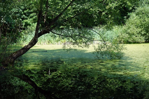 Δέντρο Και Λίμνη Στο Πάρκο Kuskovo Μόσχα — Φωτογραφία Αρχείου