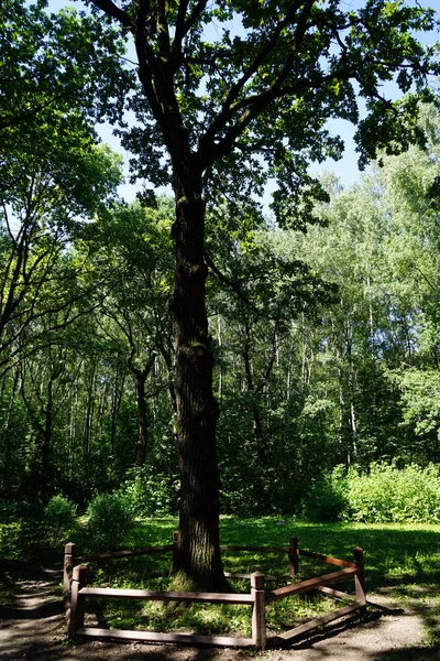 Meşe Ağacı Birulevo Park Moskova Rusya — Stok fotoğraf