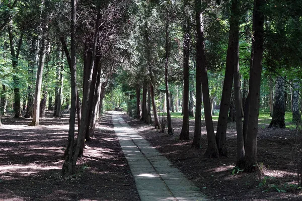 Σοκάκι Στο Biruleve Dendropark Στη Μόσχα Ρωσία — Φωτογραφία Αρχείου