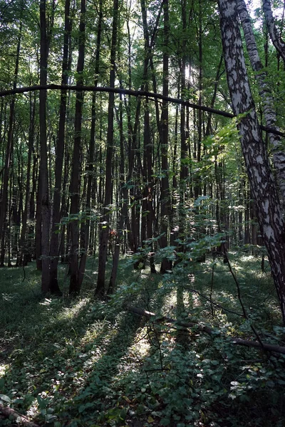 俄罗斯莫斯科 Bitsevsky 公园的树木 — 图库照片