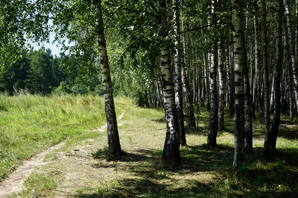 Patika Huş Ağaçları Uzkoe Park Moskova Rusya — Stok fotoğraf