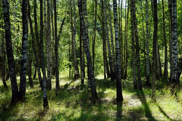 Huş Ağaçları Uzkoe Park Moskova Rusya — Stok fotoğraf