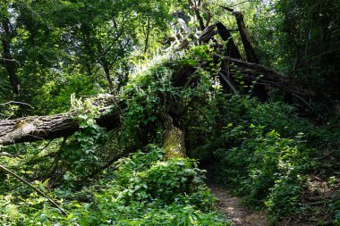 Moskova, Rusya yakınındaki ormanda patika