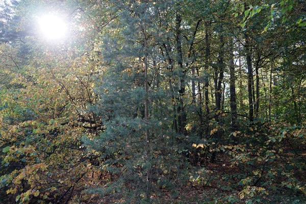 Lumière Soleil Dans Forêt Dense Près Moscou Russie — Photo