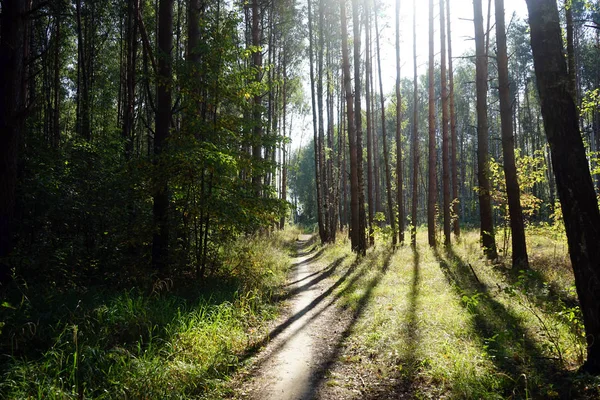 Chodnik Światło Słoneczne Lesie — Zdjęcie stockowe