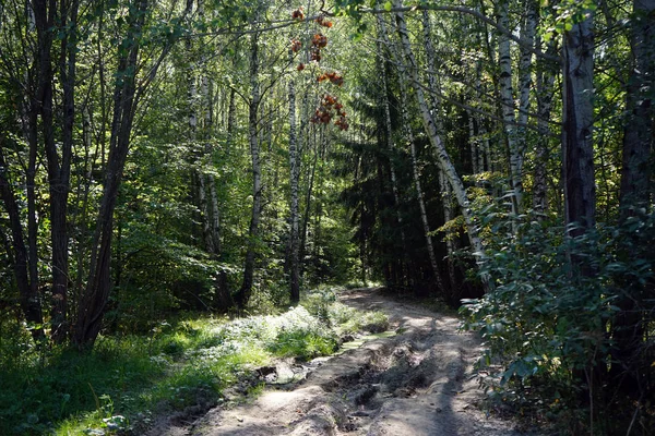 俄国森林里的泥土路 — 图库照片