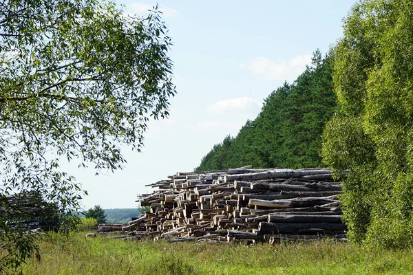 Heap Trunks Forest — Stock Photo, Image