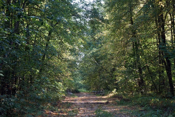 Fußweg Dichten Wald Der Nähe Von Moskau Russland — Stockfoto