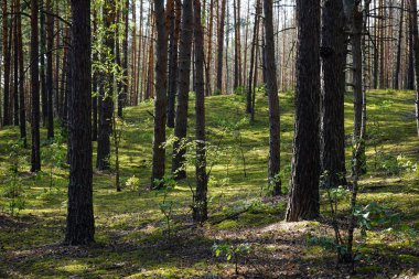 Ağaç ve orman yosun