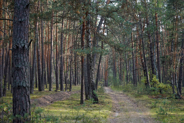 Footpath in the forest in Moscow region, Russia