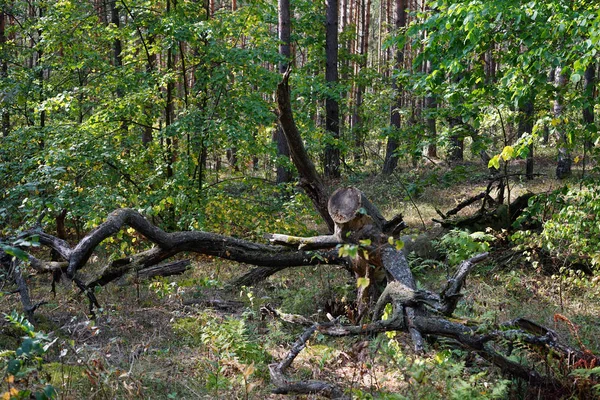 Κορμών Στο Δάσος Στην Περιφέρεια Μόσχας Ρωσία — Φωτογραφία Αρχείου