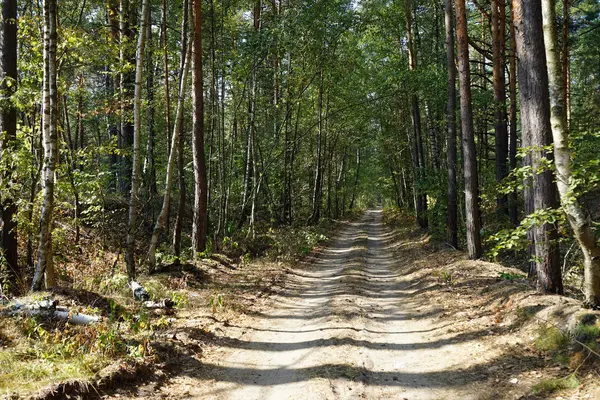 Strada Sterrata Betulle Nel Parco — Foto Stock