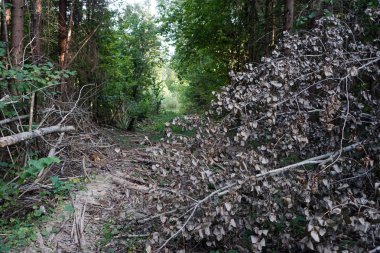 Moscow region, Rusya Federasyonu içinde yürüyüş izinde düşmüş ağaç