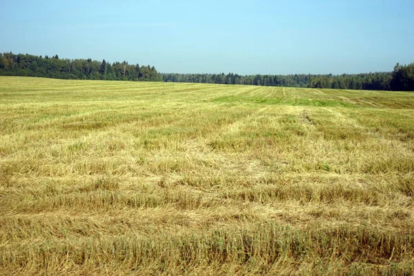 Campo Após Colheita Árvores Verdes Rússia — Fotografia de Stock